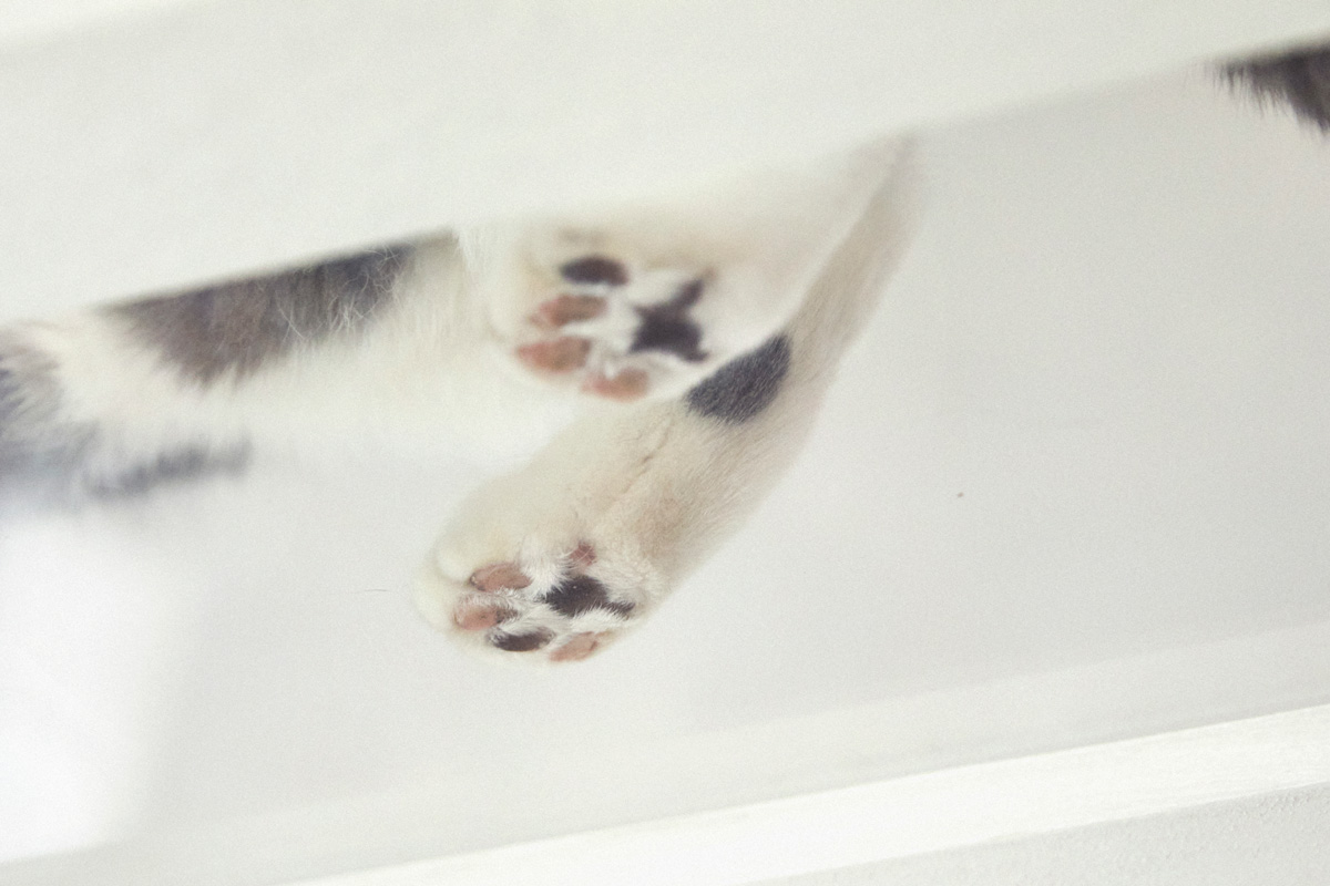 〈オルネコ〉商品企画の豊田知子さんの猫ファーストなおうち 肉球観察スポット