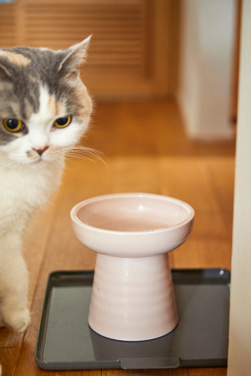 〈オルネコ〉商品企画の豊田知子さんの猫ファーストなおうち お皿