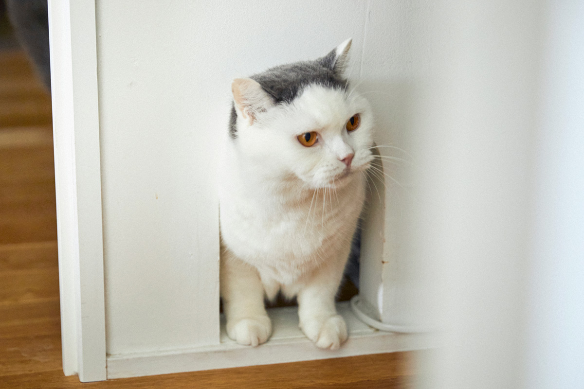 〈オルネコ〉商品企画の豊田知子さんの猫ファーストなおうち 猫穴