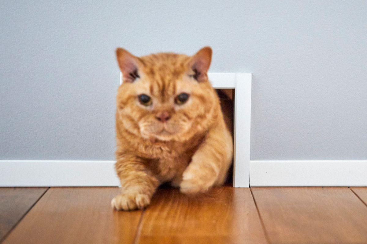 猫ファーストなインテリア　猫穴