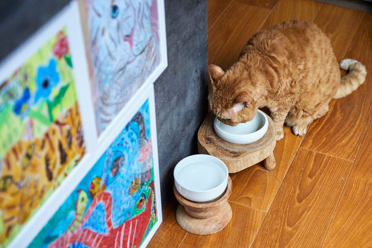 猫ファーストなインテリア