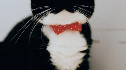 猫ファンはみんな知ってる？ 「ミームの猫だ！」と世界で大バズりした、うにと仲間たち