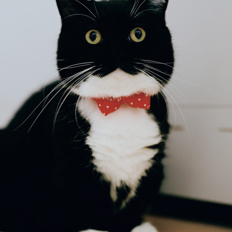 超人気猫のうに