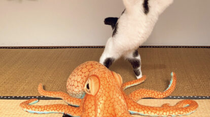 猫界の顔面最強スター！ 浮世絵猫・ミチルさんの意外な一面とは