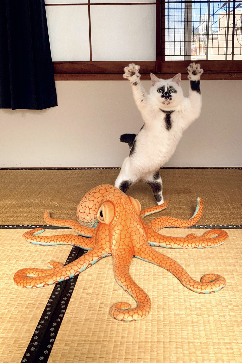 猫界の顔面最強スター！ 浮世絵猫・ミチルさんの意外な一面とは