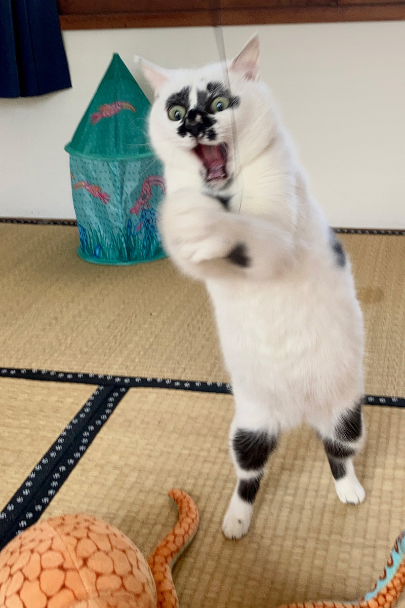 浮世絵猫のミチル