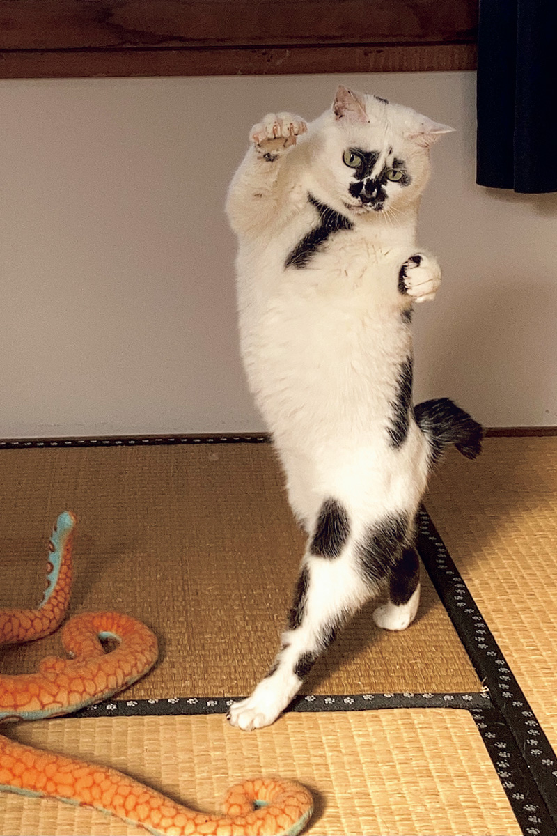 浮世絵猫のミチル