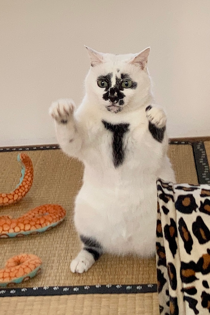 浮世絵猫のミチル