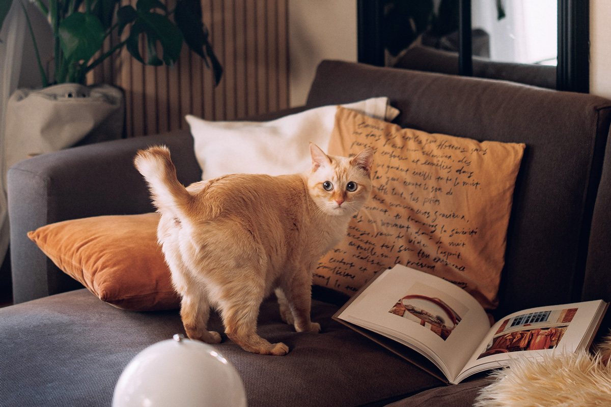 尻尾ピンmお尻見せする猫