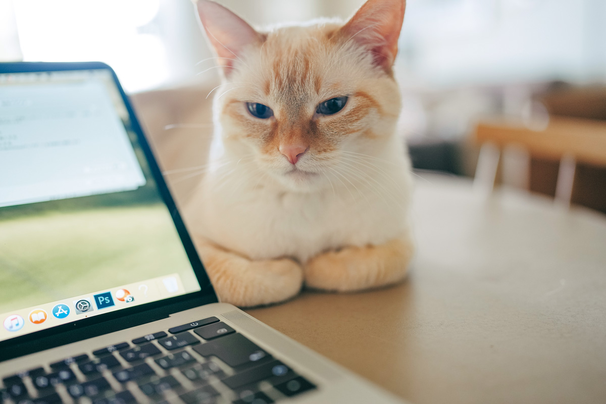 居座る猫　仕事を監視する猫