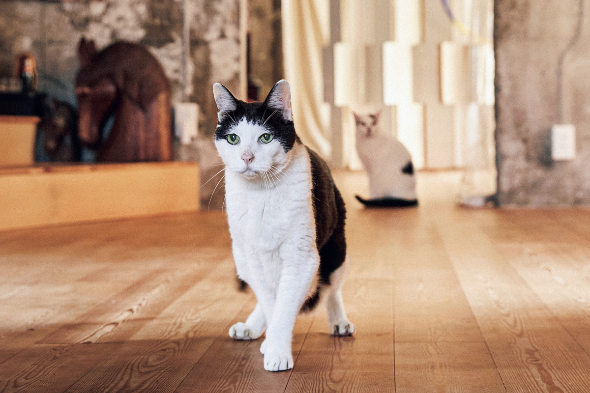 スター猫のパンチョとガバチョ　飼い主をお出迎え