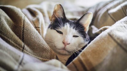 猫の行動で気持ちがわかる！ 猫研究家が教える愛猫のサイン9選