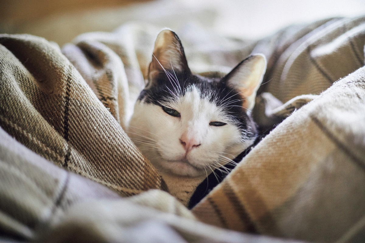 猫の行動で気持ちがわかる！ 猫研究家が教える愛猫のサイン9選