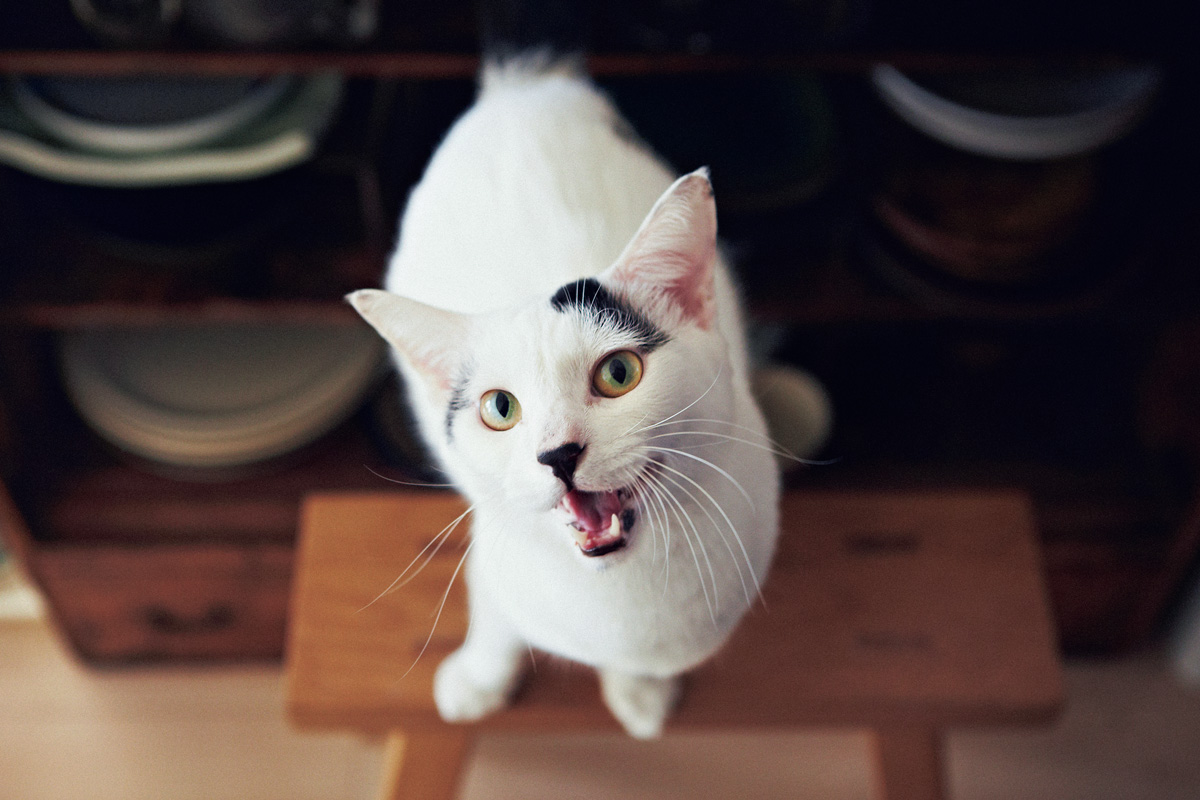 パンチョとガバチョ　ニャーと泣いているところ