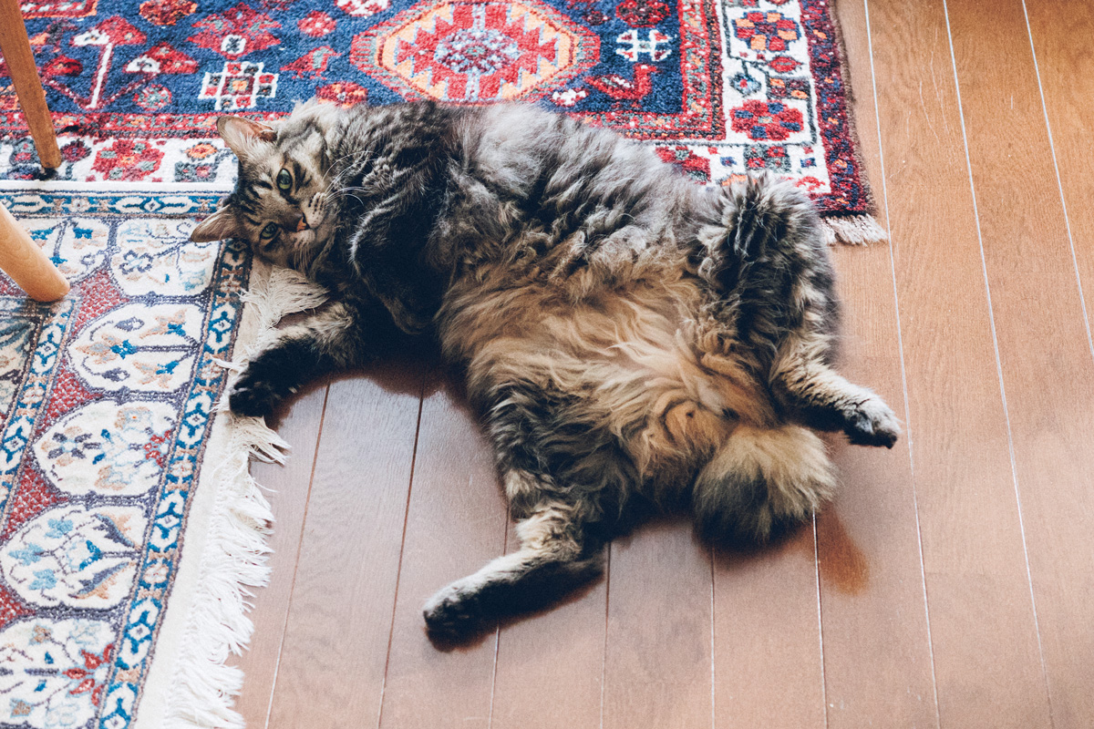 へそ天をする猫