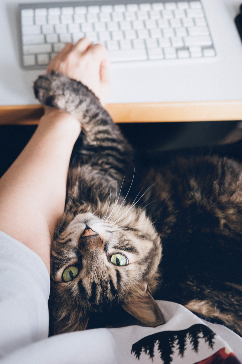 体に乗っかかる猫　仕事の邪魔をする猫