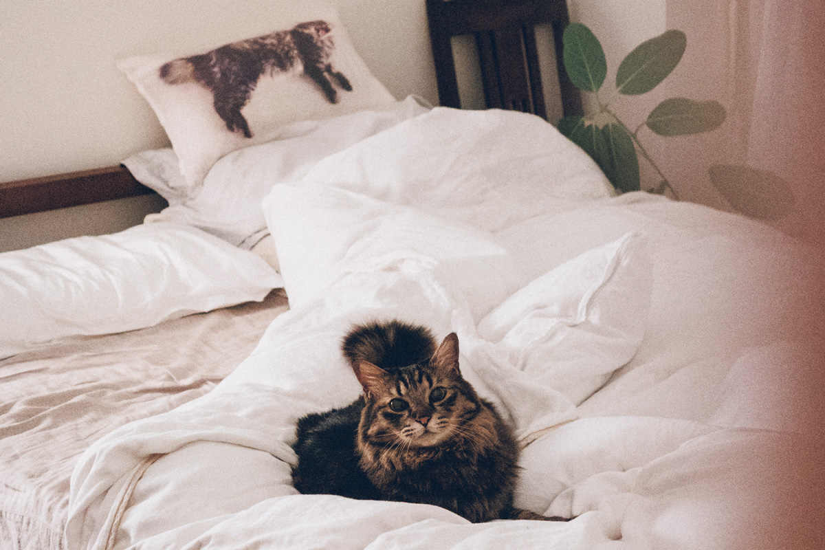 ベッドに侵入する猫