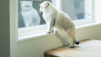 【猫専用住宅のプロ直伝】脱走対策から爪でボロボロにならない壁材まで！工夫10選