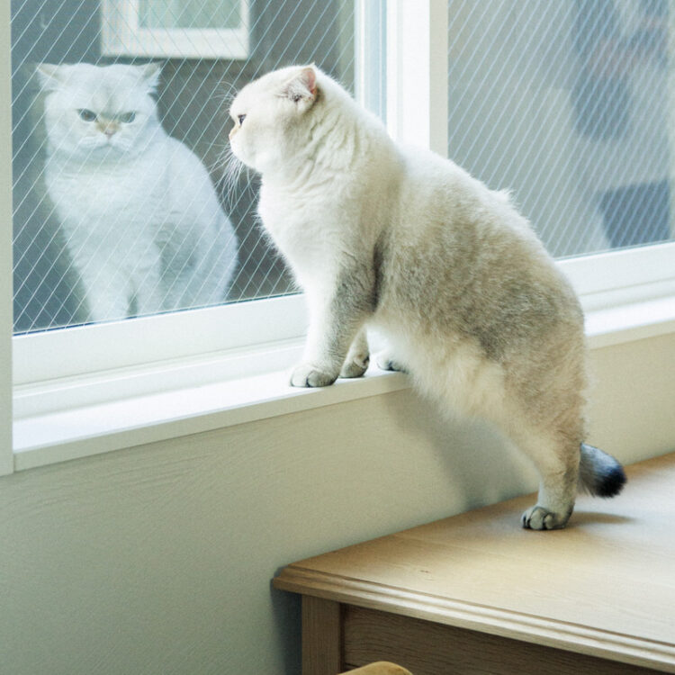 猫窓から外をパトロールする猫 猫窓から外をパトロールする猫