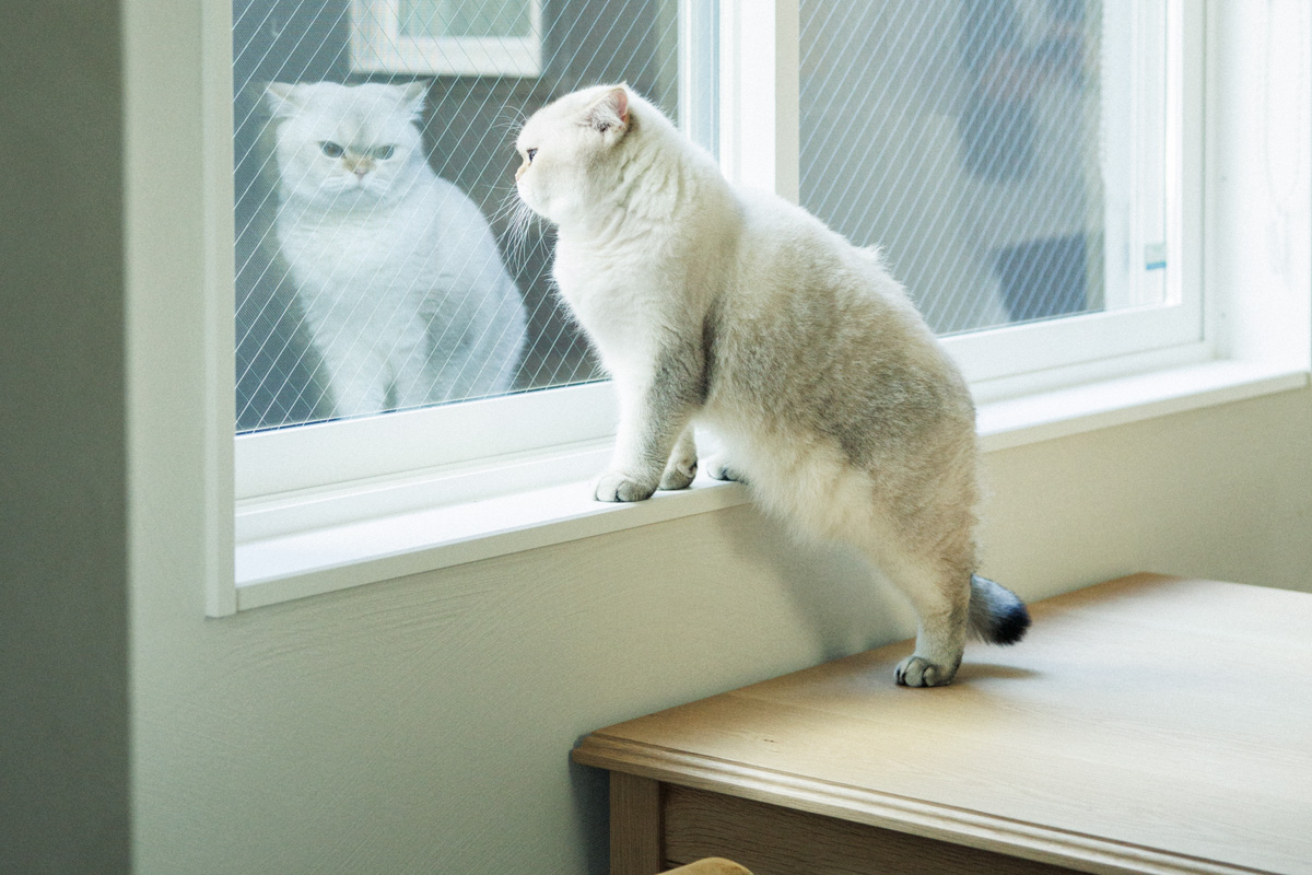 プロに教えてもらう猫ファーストな家の造り方 窓