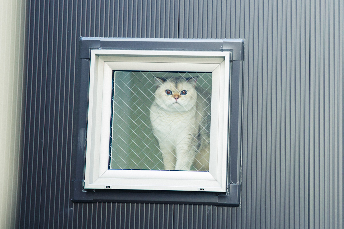 プロに教えてもらう猫ファーストな家の造り方 窓