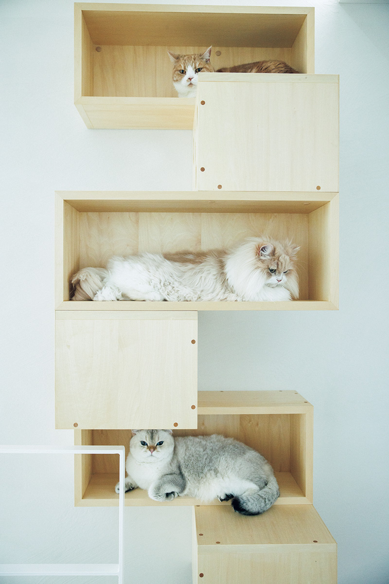 プロに教えてもらう猫ファーストな家の造り方 棚