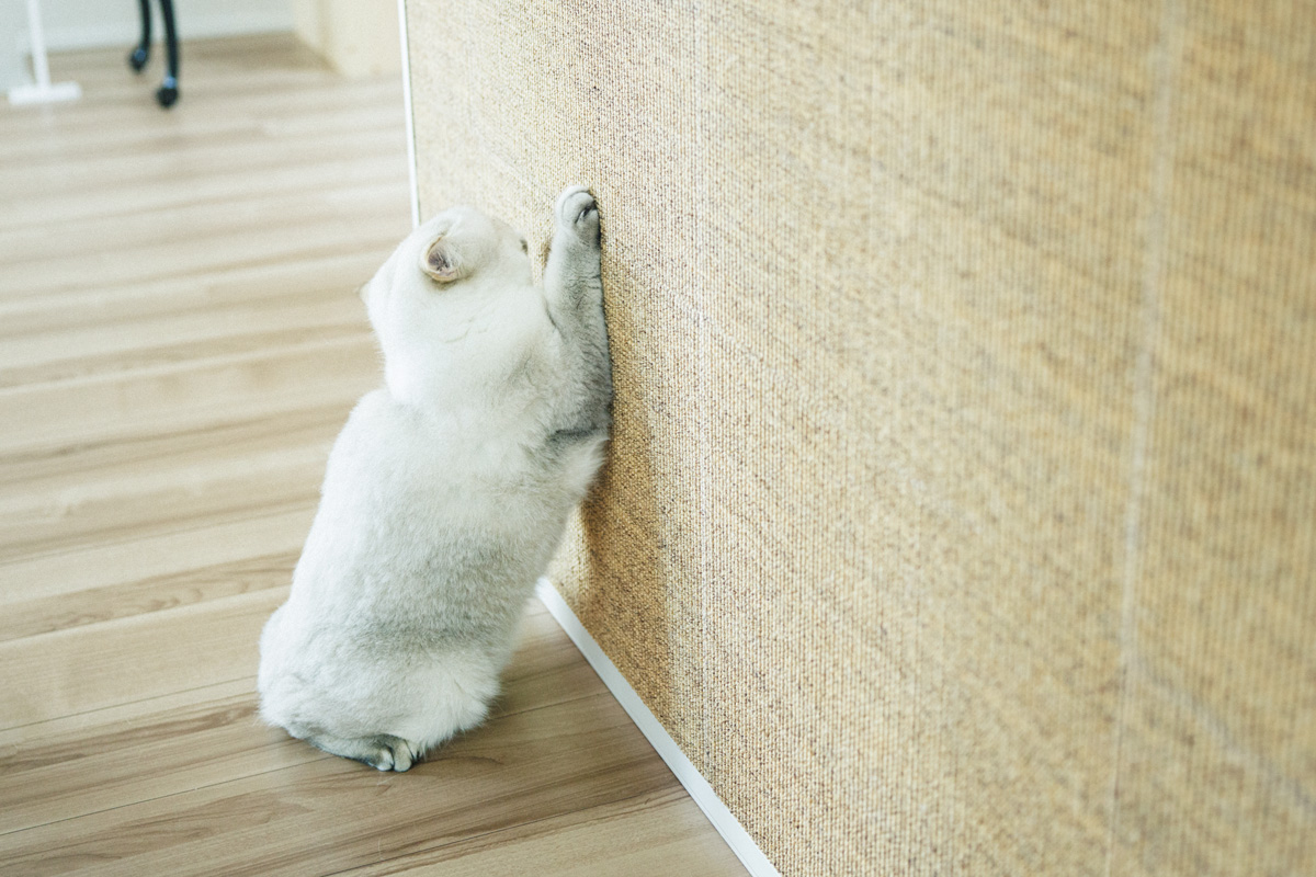 プロに教えてもらう猫ファーストな家の造り方 腰壁