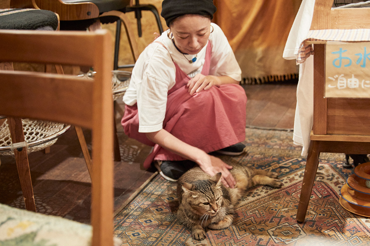 会いに行ける看板猫 かもめ