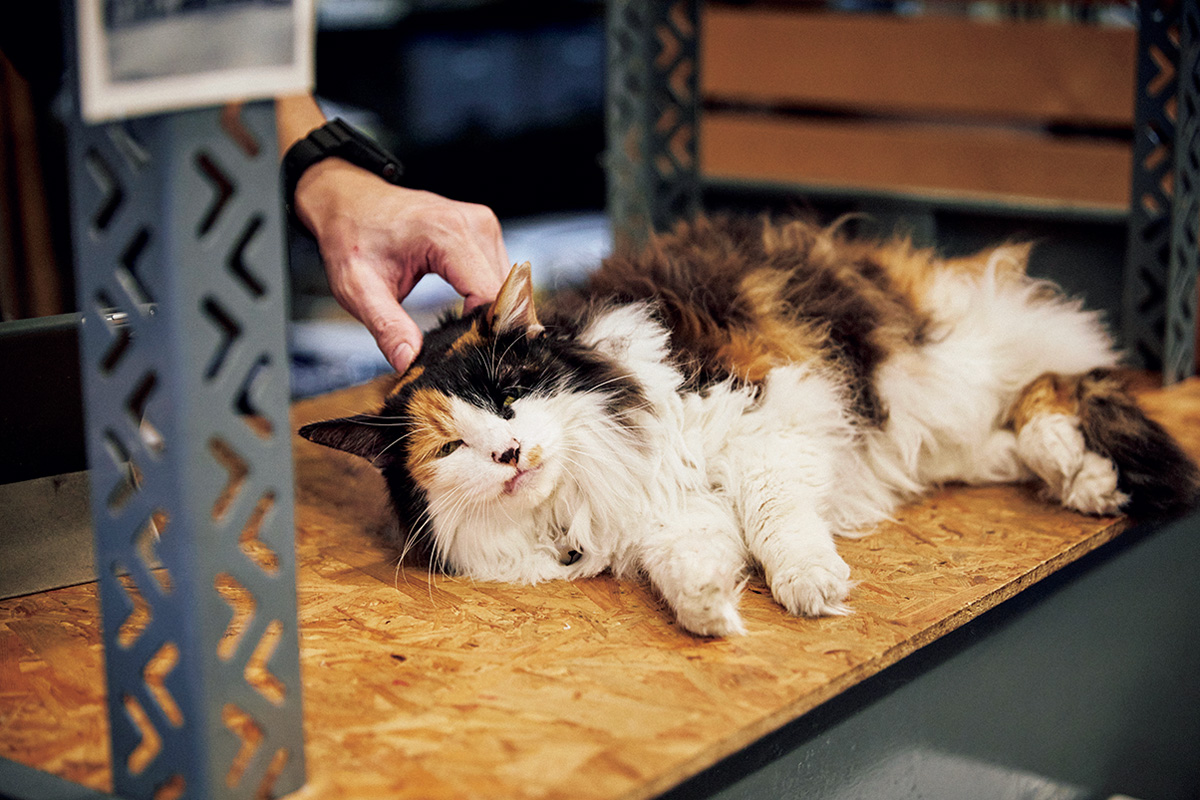 入口からガラス越しに外を眺め、お客さんを招き入れるのが上手。日用品店の猫 カノンさん(11歳/♀)