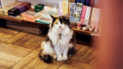 生活雑貨が所狭しと並ぶ店内が、秘密基地。日用品店の看板猫