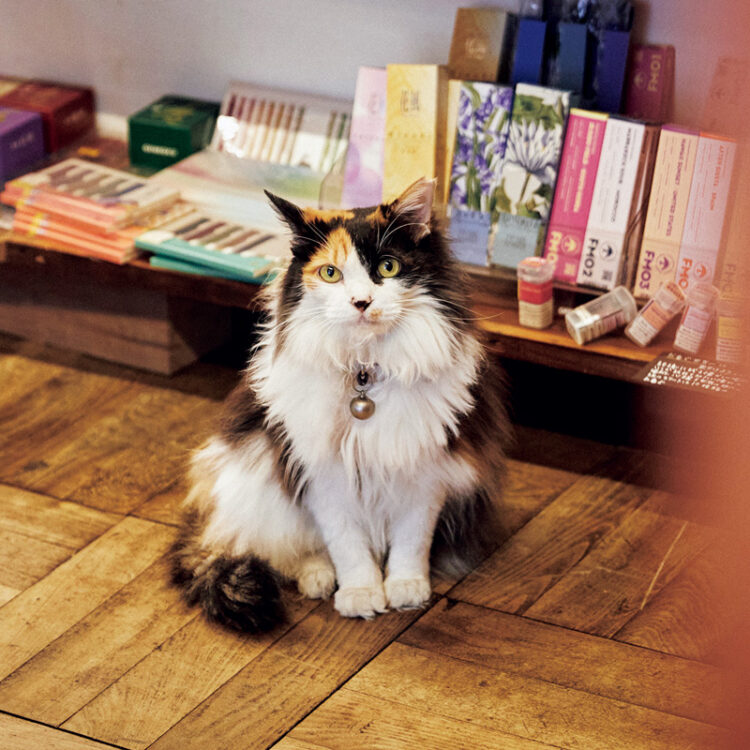 棚の隙間やレジの奥、バックヤードなど、店内の至るところにカノンさんの隠れ場所があり、店じゅうを観察している。 棚の隙間やレジの奥、バックヤードなど、店内の至るところにカノンさんの隠れ場所があり、店じゅうを観察している。