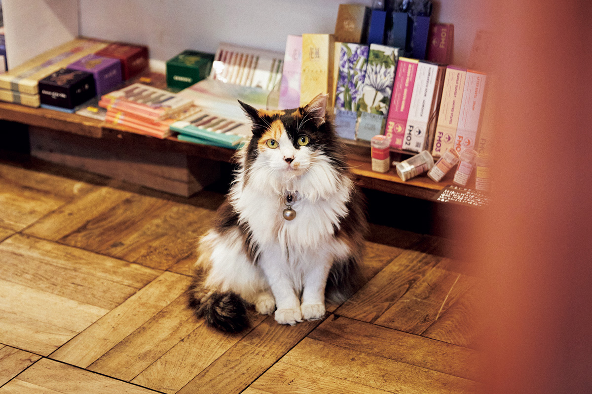 入口からガラス越しに外を眺め、お客さんを招き入れるのが上手。日用品店の猫 カノンさん(11歳/♀)