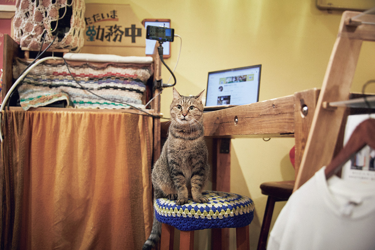 ライブ配信中の猫