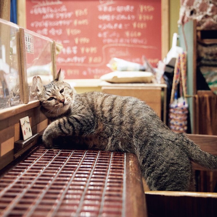 キッチンに入ったりお客さんのお皿に手をつけたりすることはないそう。触られるのは慣れているけど抱っこはNG。 キッチンに入ったりお客さんのお皿に手をつけたりすることはないそう。触られるのは慣れているけど抱っこはNG。