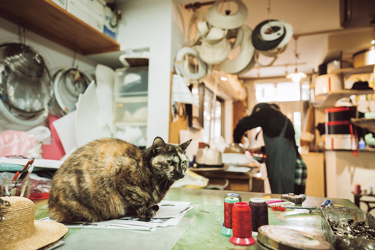 帽子店の猫 クマーヌさん(14歳/♀)