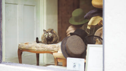 帽子店のショーウインドウに注目！ 近所の子どもたちも見守る看板猫