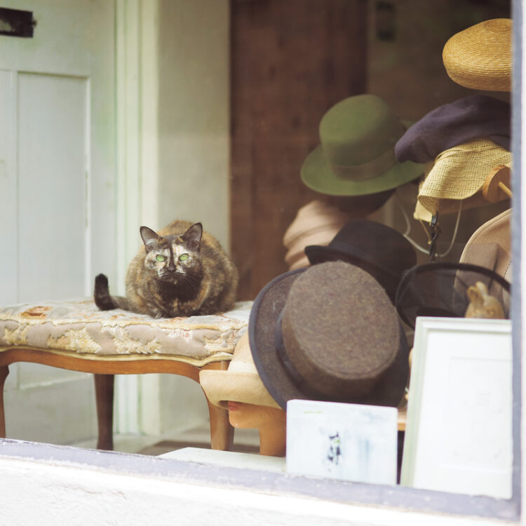 お客さん用に使っていた椅子が、今ではクマーヌさんの爪研ぎとひなたぼっこ専用に。学校帰りに眺めにくる常連の小学生も。