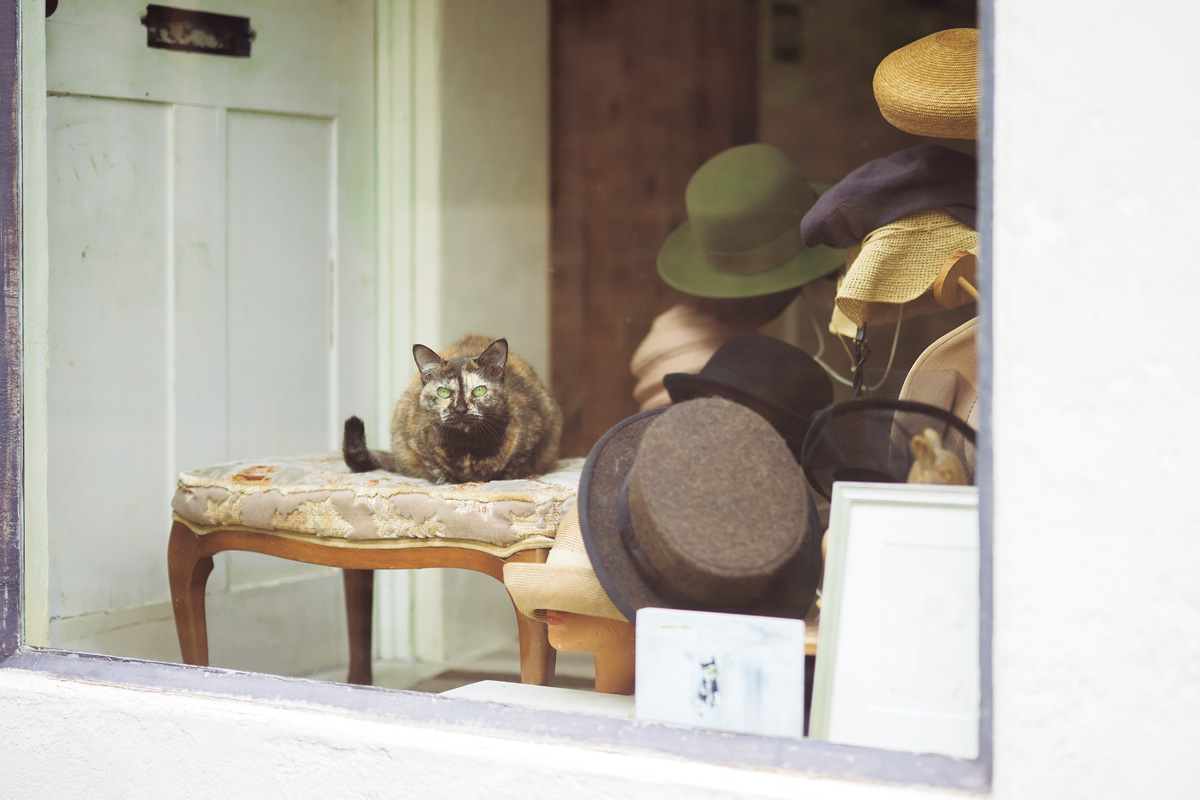 帽子店の猫 クマーヌさん(14歳/♀)