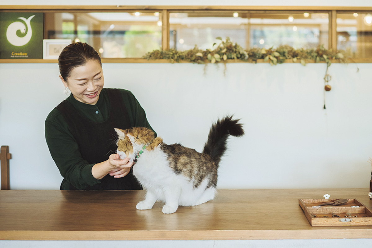 器店の猫 マシューさん (7〜8歳/♂)