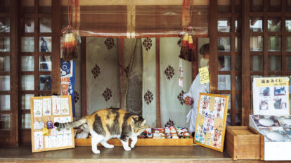 猫モチーフの御朱印にも注目！ 縁結びにご利益のある神社の看板猫たち
