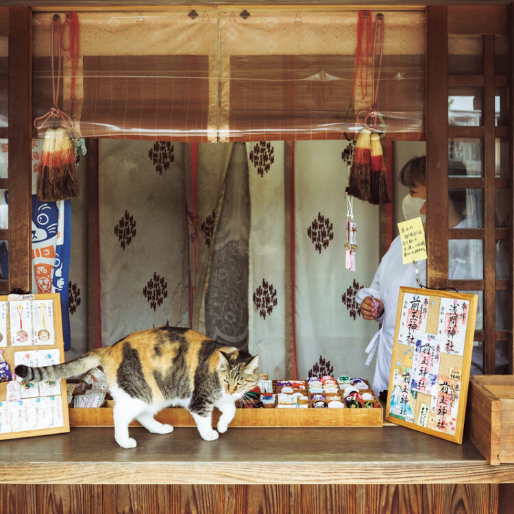 さくらさんは授与所で参拝者を出迎えるのが得意。さくらさんは社務所、テンさんは宮司さんの家で過ごして朝を迎える。