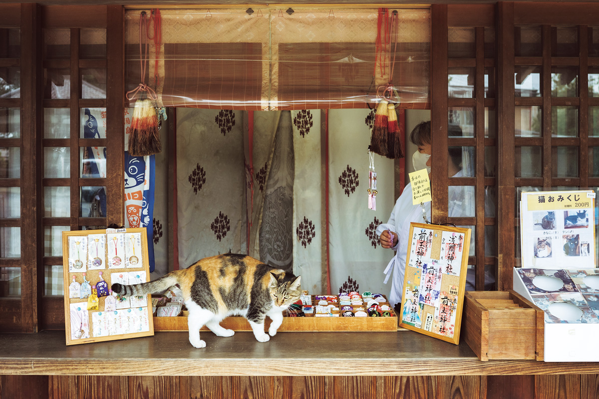 猫モチーフの御朱印にも注目！ 縁結びにご利益のある神社の看板猫たち