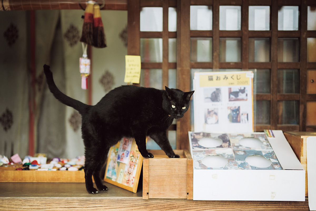 神社の猫 さくらさん（10歳／♀）、テンさん（2歳／♂）、ミントさん（14歳／♂）　前玉神社