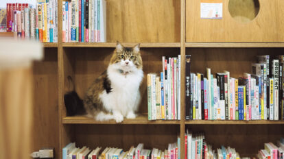 猫好きにはたまらない。猫ファーストな書店で働く2匹のモフモフ