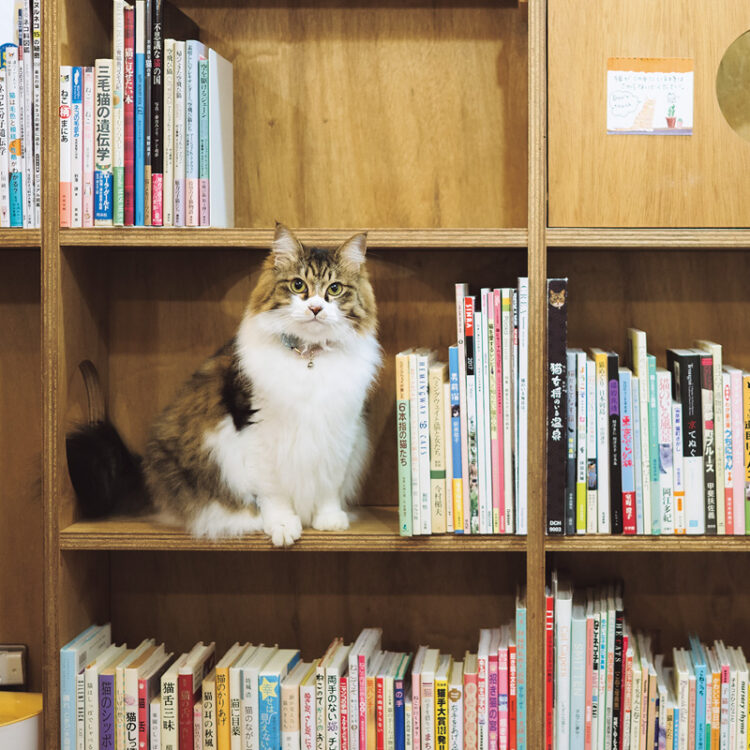 猫が自分から近くに寄ってきた時は触っていい合図。寝ている時は静かに見守り、撮影をする際は店主に一声かけてから。 猫が自分から近くに寄ってきた時は触っていい合図。寝ている時は静かに見守り、撮影をする際は店主に一声かけてから。