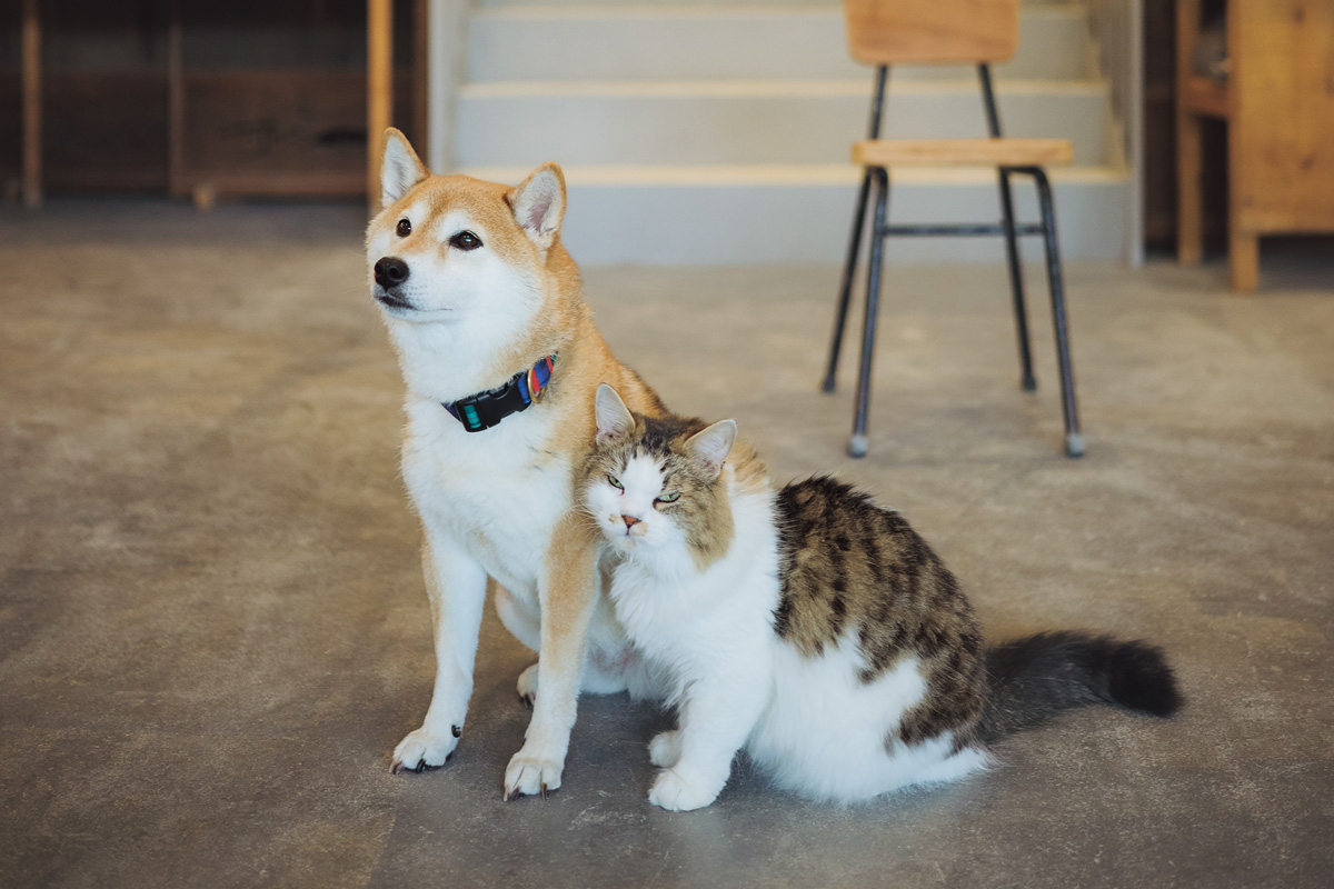 器店の猫 マシューさん (7〜8歳/♂)と相棒の柴犬
