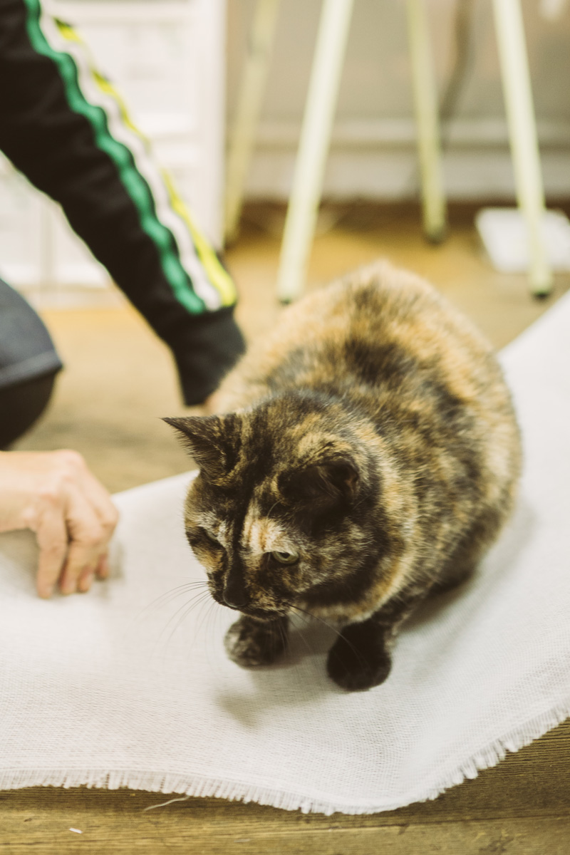 帽子店の猫 クマーヌさん(14歳/♀)