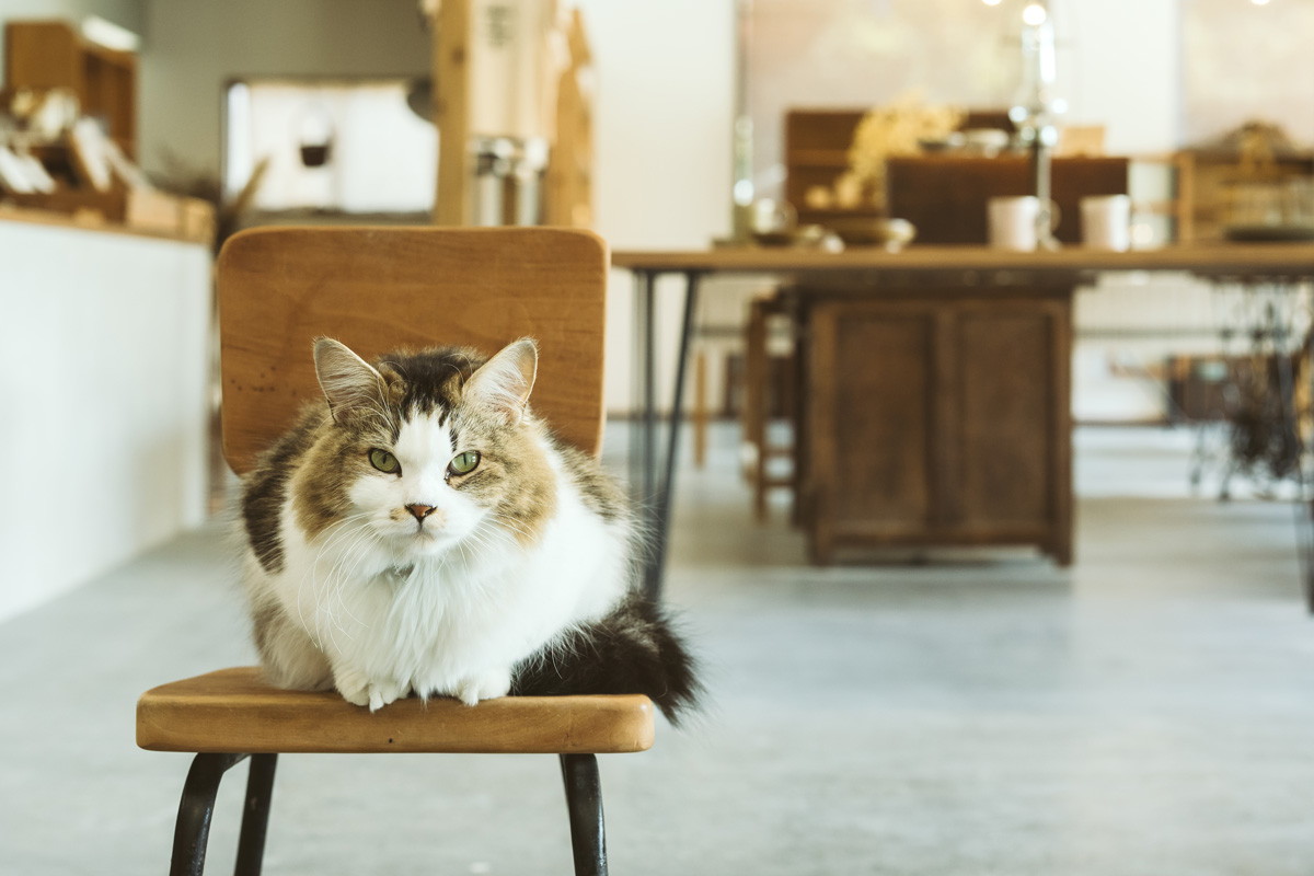 器店の猫 マシューさん (7〜8歳/♂)