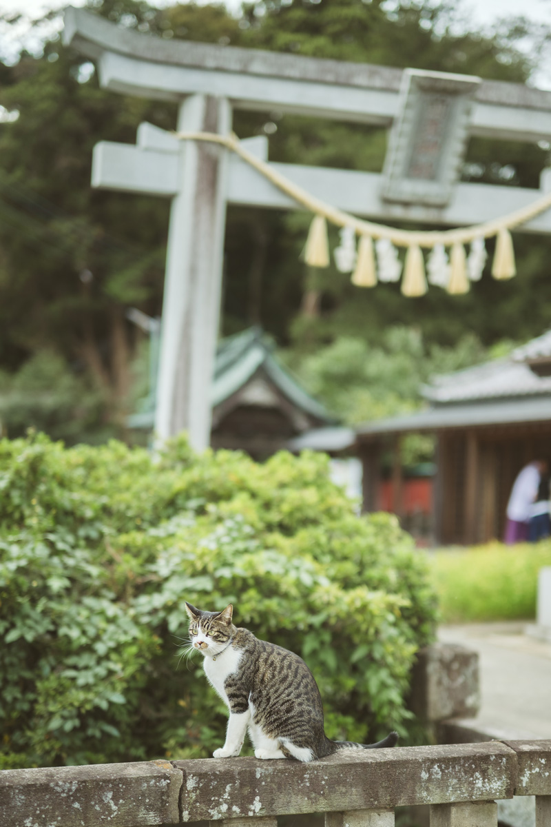 神社の猫 さくらさん（10歳／♀）、テンさん（2歳／♂）、ミントさん（14歳／♂）　前玉神社