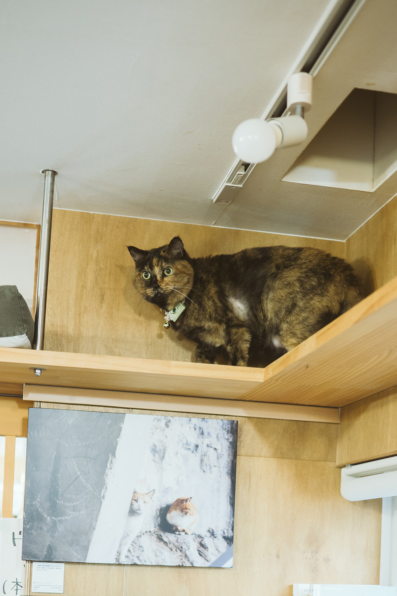 書店で働く猫たち